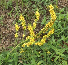 Verbascum chaixii