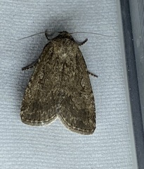 Athetiina