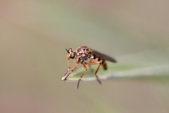 Callinicus pictitarsis