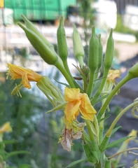 Oenothera rubricaulis