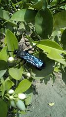 Pygodasis ephippium ephippium