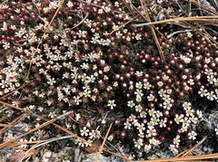 Pyxidanthera barbulata