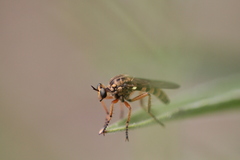 Callinicus pictitarsis