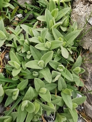 Cerastium latifolium
