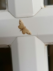 Idaea efflorata