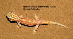 Teratoscincus mesriensis