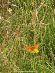 Argynnis adippe