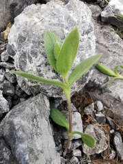 Cerastium latifolium