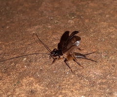 Itaropsis