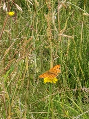 Argynnis adippe