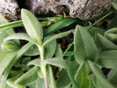 Cerastium latifolium