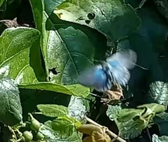 Strephonota jactator