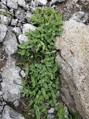 Cerastium latifolium