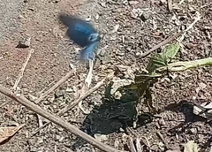 Strephonota jactator