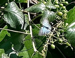 Strephonota jactator