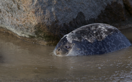 Ringed Seal (Pusa hispida), a species recorded in Alaska