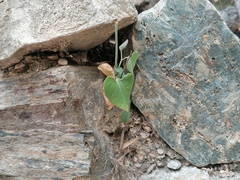 Aristolochia baetica