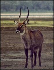 Kobus ellipsiprymnus