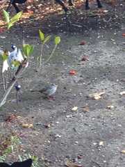 Zonotrichia leucophrys