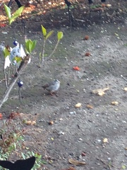 Zonotrichia leucophrys