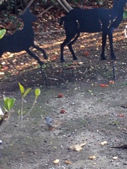 Zonotrichia leucophrys