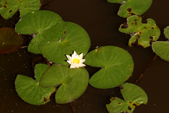 Nymphaea candida