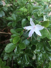 Rhododendron arborescens