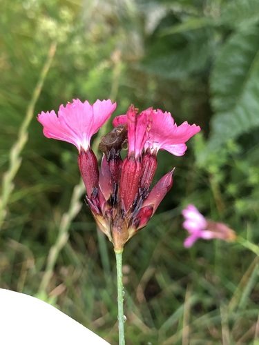 Image of Dianthus giganteus by (c) Thomas Ebner, some rights reserved (CC BY)