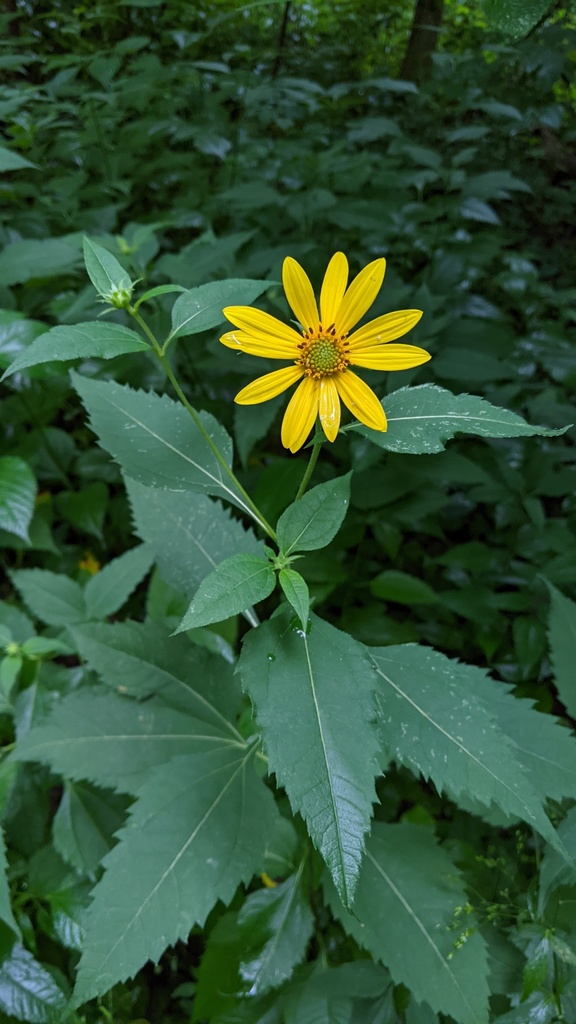 Helianthus decapetalus — a medium houseplant, prefers full sun light