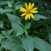 Pale Sunflower - Photo (c) Daniel Sembroski, some rights reserved (CC BY-NC), uploaded by Daniel Sembroski