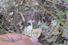 Dianthus campestris
