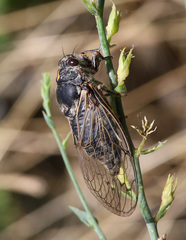 Cicadatra persica