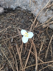 Weldenia candida