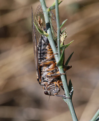 Cicadatra persica