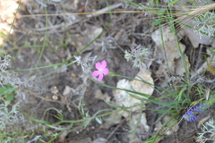 Dianthus campestris