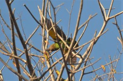 Poicephalus cryptoxanthus