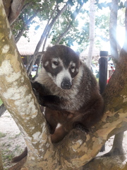 Nasua narica nelsoni