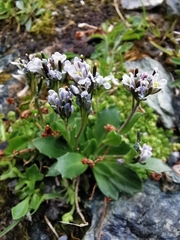 Arabis caerulea