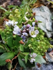 Arabis caerulea