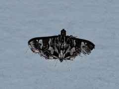 Chabula acamasalis
