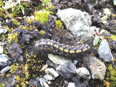 Setina aurita