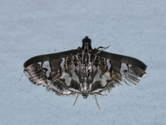 Chabula acamasalis