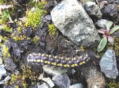 Setina aurita