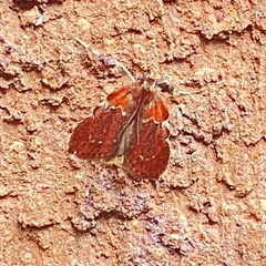 Galasa nigrinodis