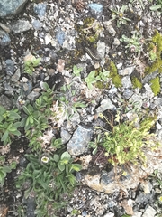 Setina aurita