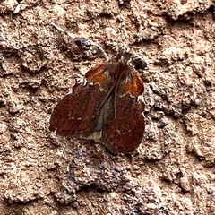 Galasa nigrinodis