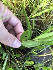 Ruellia noctiflora