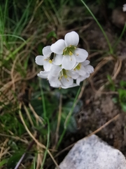 Arabis pumila