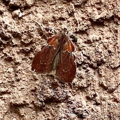 Galasa nigrinodis