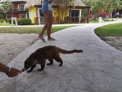 Nasua narica nelsoni